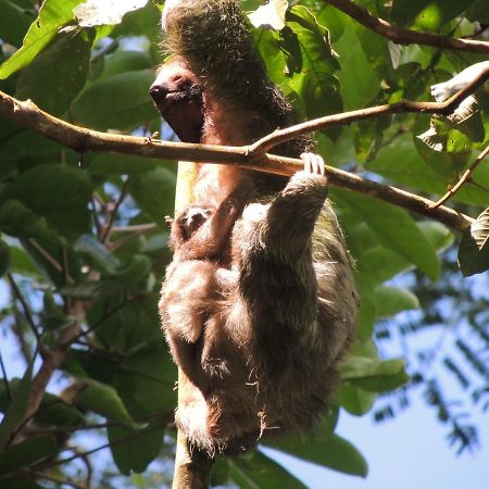 Cabanas Montanas Del Tenorio Rio Celeste Dış mekan fotoğraf